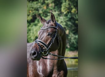 Trakehner, Hengst, 6 Jahre, 172 cm, Dunkelbrauner