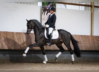 Trakehner, Stallion, 6 years, 16,3 hh, Bay-Dark