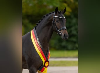 Trakehner, Stallion, 6 years, 16,3 hh, Bay-Dark