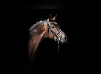 Trakehner, Stallion, 6 years, 16,3 hh, Bay-Dark