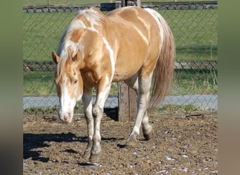Paint Horse, Étalon, 25 Ans, 154 cm, Champagne