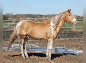 Paint Horse, Hengst, 25 Jaar, 154 cm, Champagne