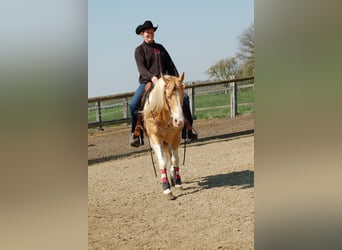 Paint Horse, Stallion, 25 years, 15 hh, Champagne