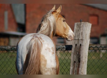 Paint Horse, Stallion, 25 years, 15 hh, Champagne