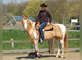 Paint Horse, Stallion, 25 years, 15 hh, Champagne