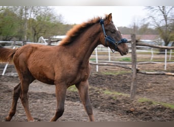 Indianbred, Stallion, 1 year, 14.3 hh, Chestnut