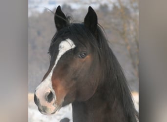 Mustang (american), Stallion, 21 years, 14.2 hh, Pinto