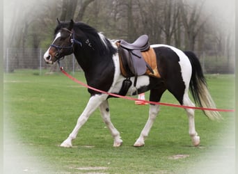 Mustang (amerikaans), Hengst, 21 Jaar, 150 cm, Gevlekt-paard