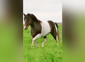 Mustang (amerikanisch), Hengst, 20 Jahre, 150 cm, Schecke