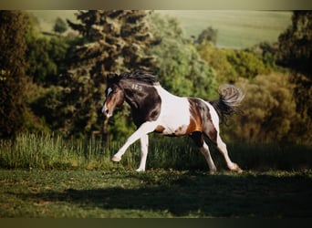 Mustang (amerikanisch), Hengst, 20 Jahre, 150 cm, Schecke