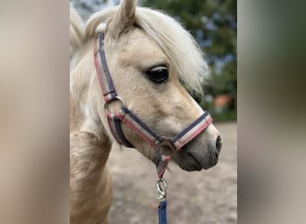 Mini Shetland Pony, Hengst, 4 Jahre, 87 cm, Palomino