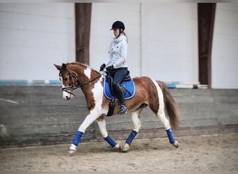 Inne konie gorącokrwiste, Klacz, 10 lat, 156 cm, Srokata