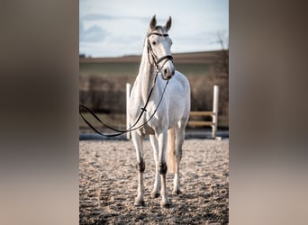 Inne konie gorącokrwiste, Klacz, 10 lat, 163 cm, Siwa