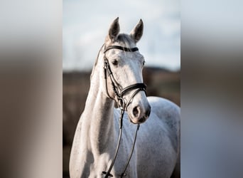 Inne konie gorącokrwiste, Klacz, 10 lat, 163 cm, Siwa