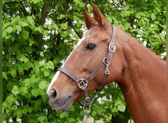 Inne konie gorącokrwiste, Klacz, 10 lat, 164 cm