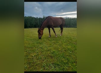 Inne konie gorącokrwiste Mix, Klacz, 11 lat, 142 cm, Gniada