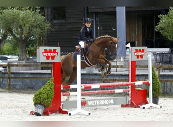 Inne konie gorącokrwiste Mix, Klacz, 11 lat, 144 cm, Kasztanowata