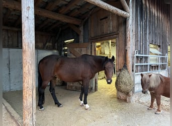 Inne konie gorącokrwiste, Klacz, 11 lat, 150 cm, Gniada