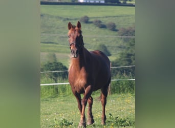 Inne konie gorącokrwiste, Klacz, 11 lat, 156 cm, Ciemnokasztanowata