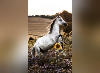 Inne konie gorącokrwiste, Klacz, 11 lat, 160 cm, Siwa jabłkowita