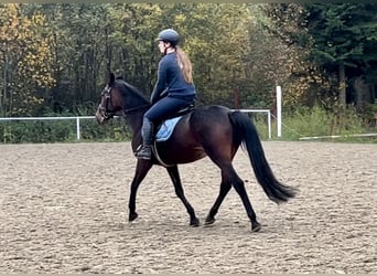 Inne konie gorącokrwiste, Klacz, 11 lat, 163 cm, Ciemnogniada