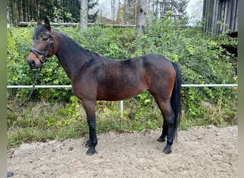 Inne konie gorącokrwiste, Klacz, 11 lat, 163 cm, Ciemnogniada