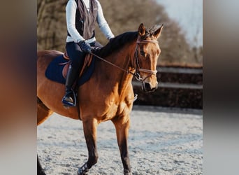 Inne konie gorącokrwiste, Klacz, 11 lat, 163 cm, Jasnogniada