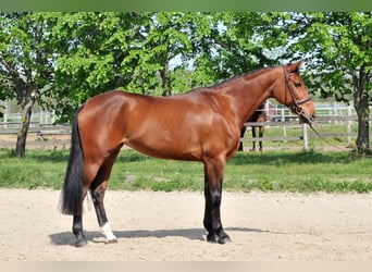 Inne konie gorącokrwiste, Klacz, 11 lat, 167 cm, Gniada