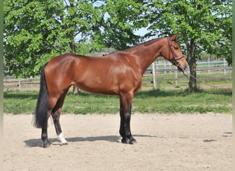 Inne konie gorącokrwiste, Klacz, 11 lat, 167 cm, Gniada