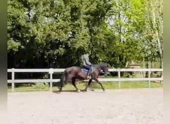 Inne konie gorącokrwiste, Klacz, 11 lat, 167 cm, Kara