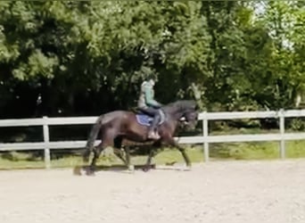 Inne konie gorącokrwiste, Klacz, 11 lat, 167 cm, Kara