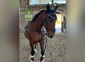 Inne konie gorącokrwiste Mix, Klacz, 12 lat, 155 cm, Gniada