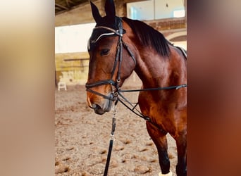 Inne konie gorącokrwiste Mix, Klacz, 12 lat, 155 cm, Gniada