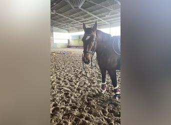 Inne konie gorącokrwiste Mix, Klacz, 12 lat, 155 cm, Gniada