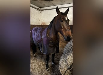 Inne konie gorącokrwiste Mix, Klacz, 12 lat, 155 cm, Gniada