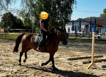 Inne konie gorącokrwiste Mix, Klacz, 12 lat, 155 cm, Gniada