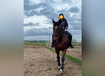 Inne konie gorącokrwiste Mix, Klacz, 12 lat, 155 cm, Gniada