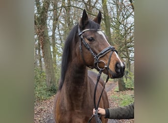 Inne konie gorącokrwiste, Klacz, 12 lat, 160 cm, Gniada