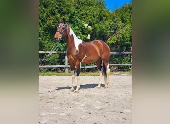 Inne konie gorącokrwiste, Klacz, 12 lat, 160 cm
