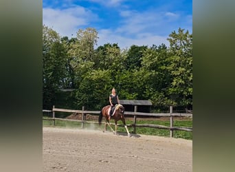 Inne konie gorącokrwiste, Klacz, 12 lat, 160 cm