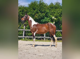 Inne konie gorącokrwiste, Klacz, 12 lat, 160 cm