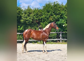 Inne konie gorącokrwiste, Klacz, 12 lat, 160 cm
