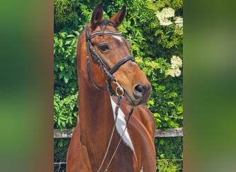 Inne konie gorącokrwiste, Klacz, 12 lat, 160 cm