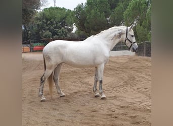 Inne konie gorącokrwiste Mix, Klacz, 12 lat, 162 cm, Siwa