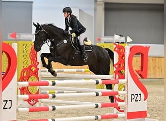 Inne konie gorącokrwiste Mix, Klacz, 12 lat, 165 cm, Kara