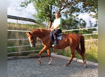 Inne konie gorącokrwiste, Klacz, 12 lat, 169 cm, Kasztanowata
