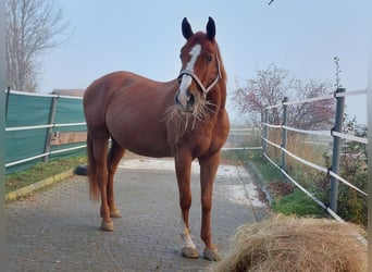 Inne konie gorącokrwiste, Klacz, 12 lat, 169 cm, Kasztanowata