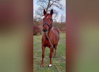 Inne konie gorącokrwiste Mix, Klacz, 13 lat, 162 cm, Cisawa