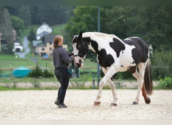 Inne konie gorącokrwiste, Klacz, 13 lat, 163 cm, Srokata