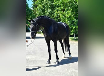 Inne konie gorącokrwiste, Klacz, 13 lat, 170 cm, Kara
